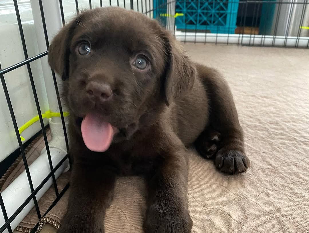 Labrador Retriever puppy