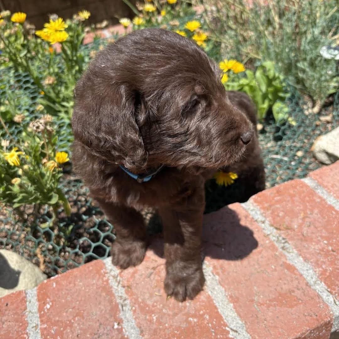 Labradoodle puppy