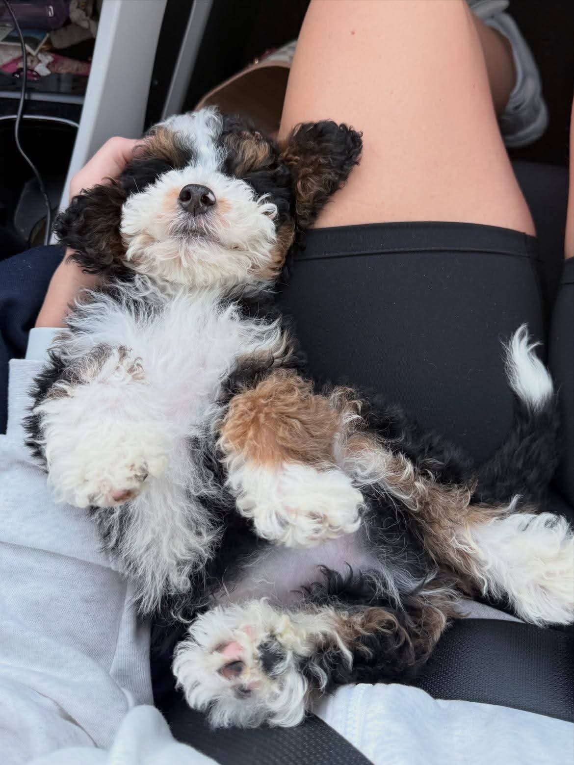 Bernedoodle puppy