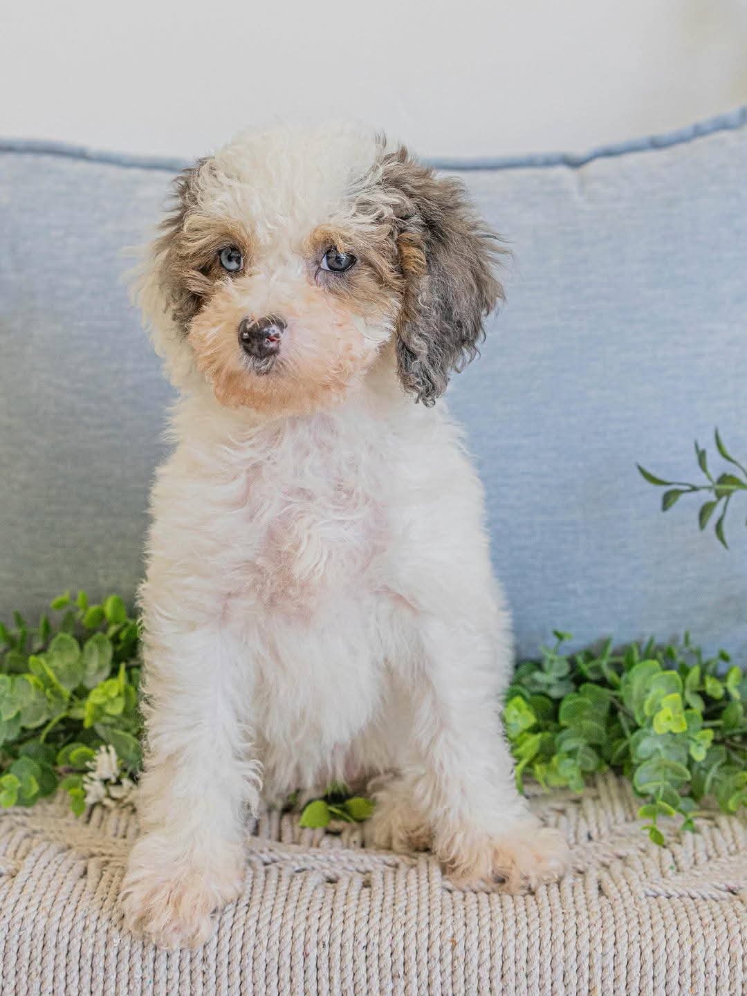 Aussiedoodle puppy