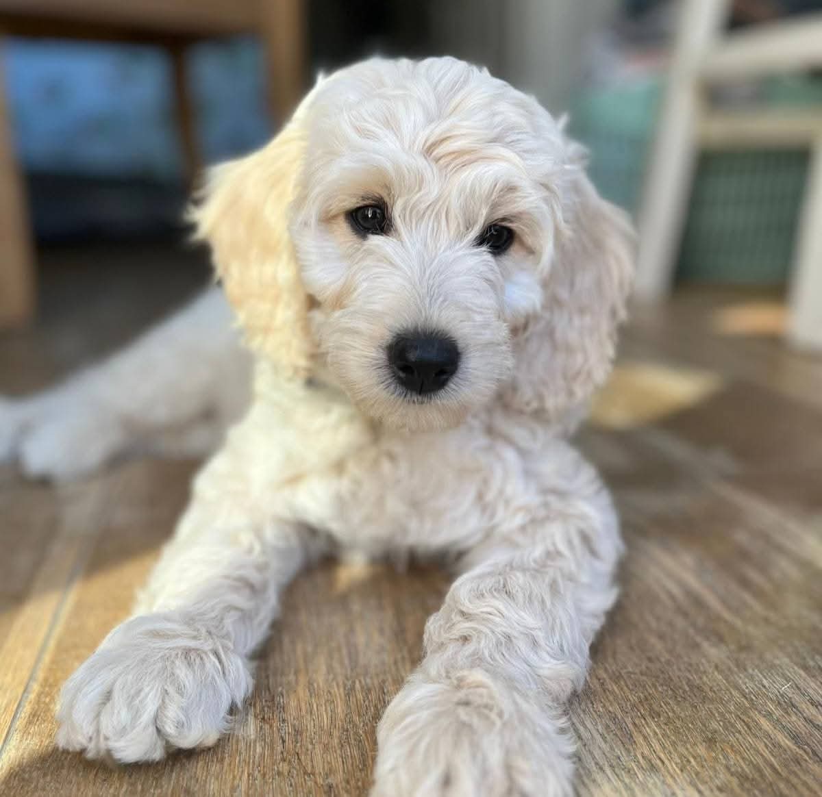 Goldendoodle puppy