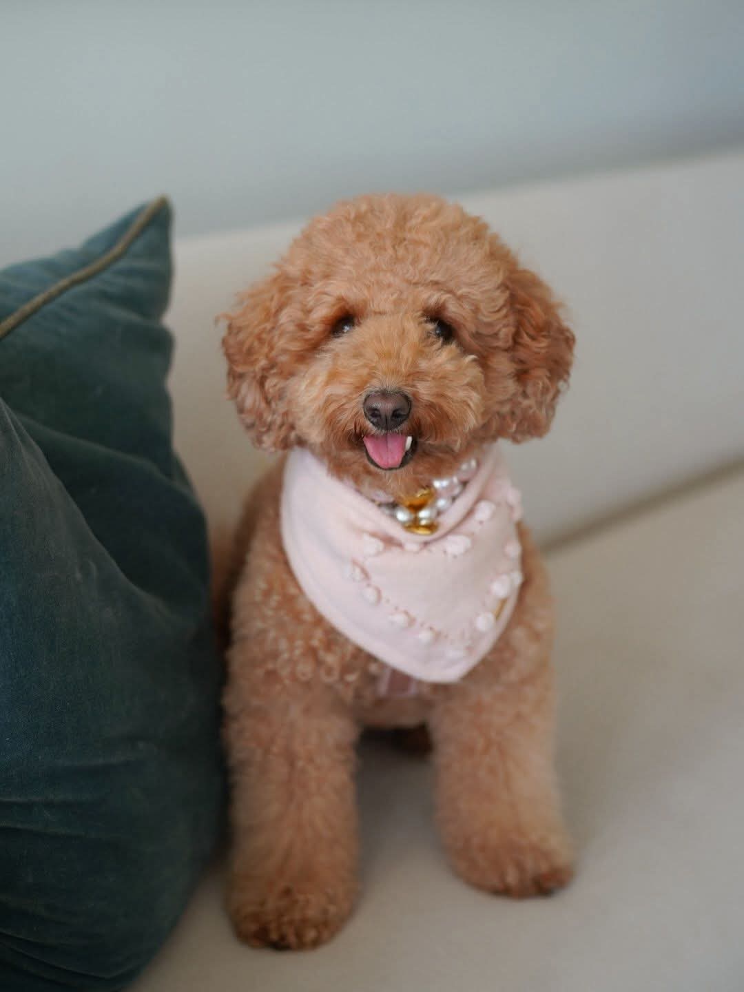 Cavapoo puppy